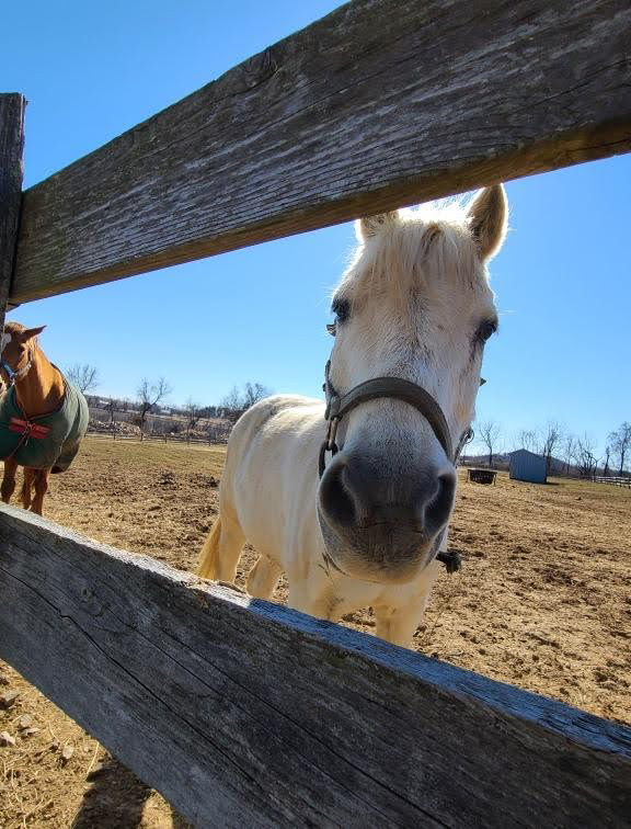 Community In Crisis Connection Horses